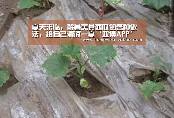 夏天来临，解暑美食西瓜的各种做法，给自己清凉一夏‘亚博APP